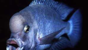 Blue dolphin: popis, obsah, tření, krmení, video